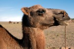 camelo no Gobi