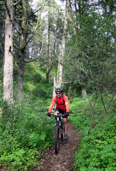 Bicicleta na floresta