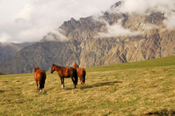 cavalos nas montanhas