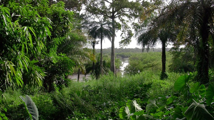 Selva Guiné-Bissau