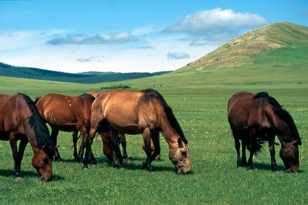 cavalos estepe mongol