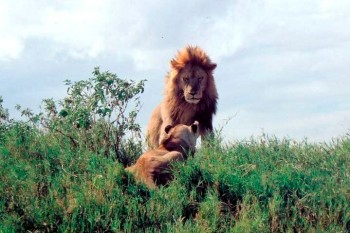 Leão em Ngorongoro