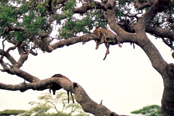 leopardo em árvore