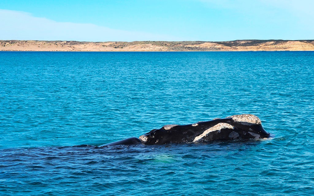 Baleia na Península Valdés