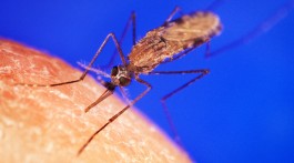 mosquito anopheles responsável pela Malária