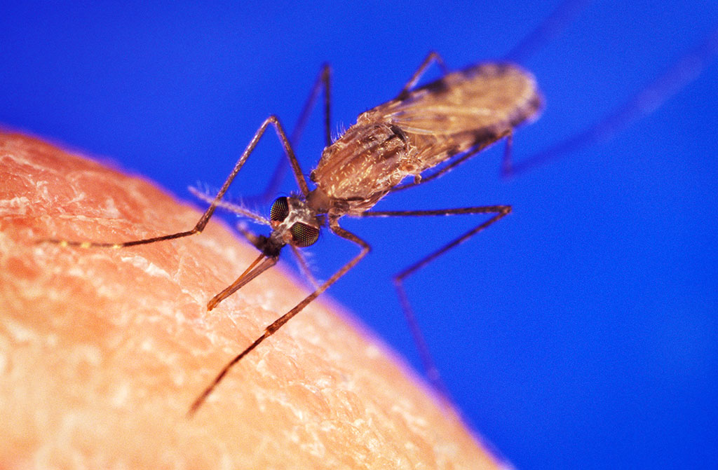 mosquito anopheles responsável pela Malária