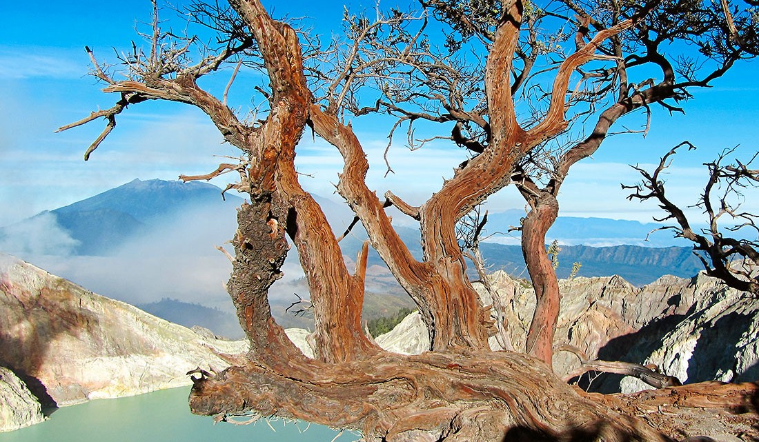 ramos de árvores no topo de Kawah Ijen