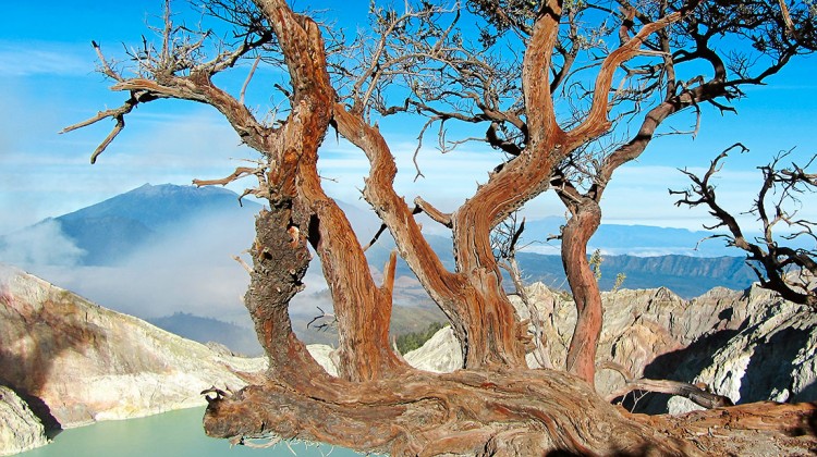 ramos de árvores no topo de Kawah Ijen