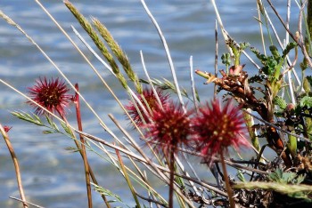 Flores no Parque Nacional Terra do Fogo