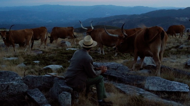 pastor e gado nos montes de Cabeceiras de Basto
