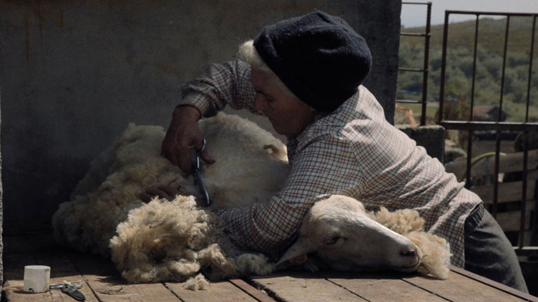 tosquia de ovelha no filme Volta à Terra