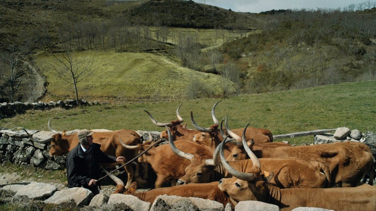 manada de vacas na aldeia da Uz