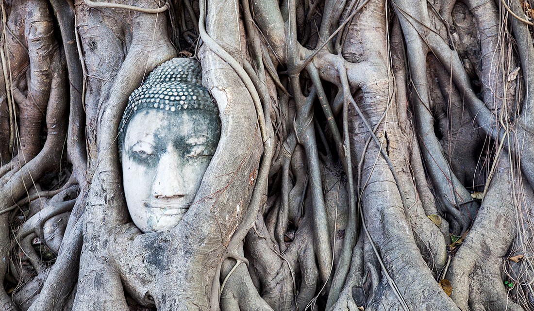 Cabeça de Buda envolto em raízes