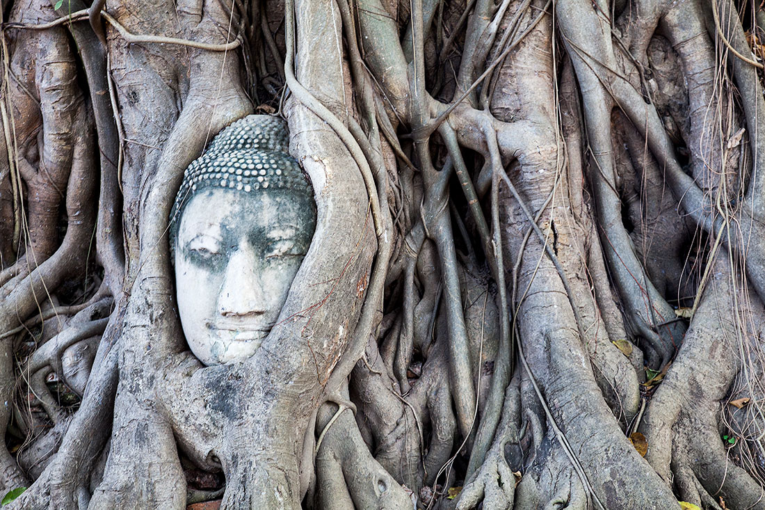 Cabeça de Buda envolto em raízes