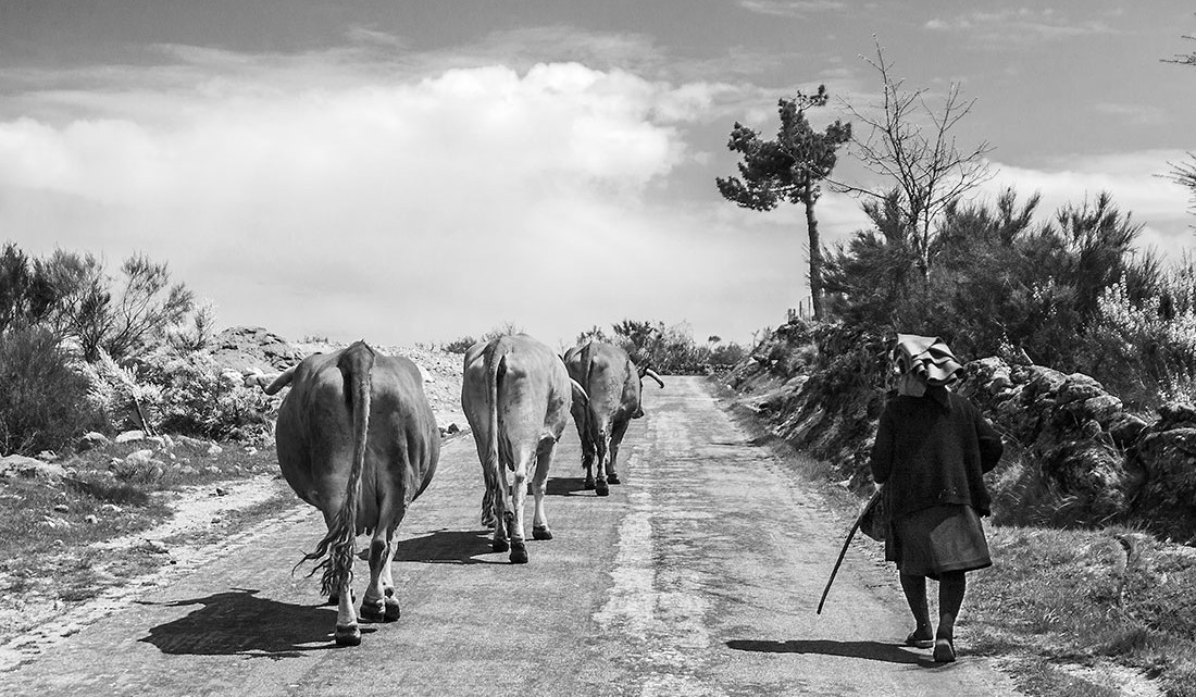 pastora com vacas numa estrada de montemuro