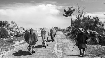 pastora com vacas numa estrada de montemuro