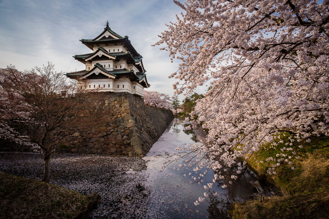 Castelo de Hirosaki junto ao fosso e cerejeiras em flor