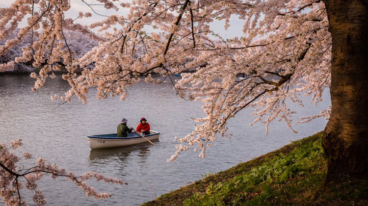 casal que passeia num barco a remos no parque de Hirosaki