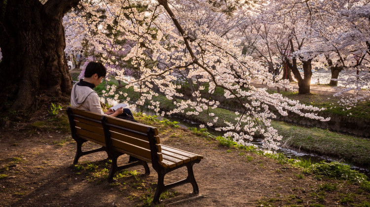 leitor junto a cerejeira no parque de Hirosaki