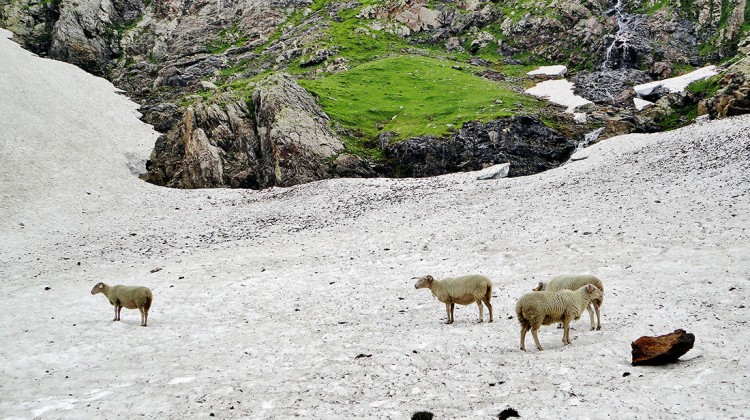 ovelhas na neve, Pic Longue Vignemale