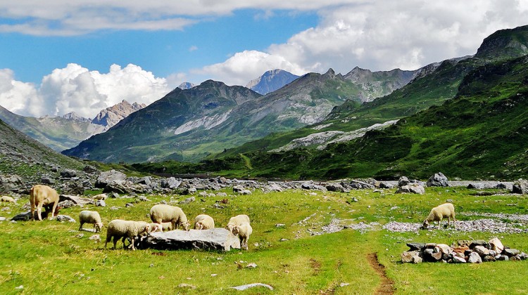 rebanho de ovelhas a pastar num prado Pirenéus