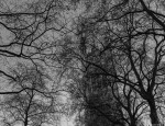 árvores junto ao parlamento e big bem, o símbolo das horas britânicas