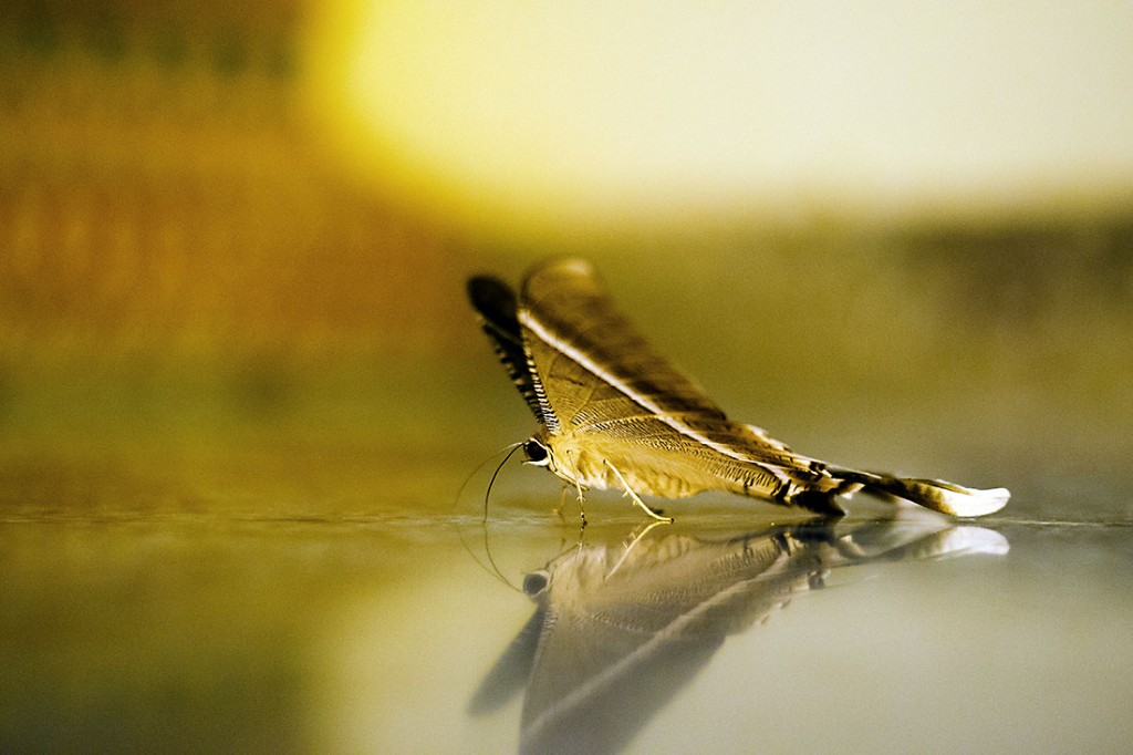 macro de uma borboleta