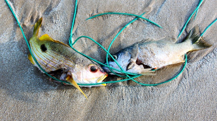 peixes acabados de pescar na ilha de tanahmasa
