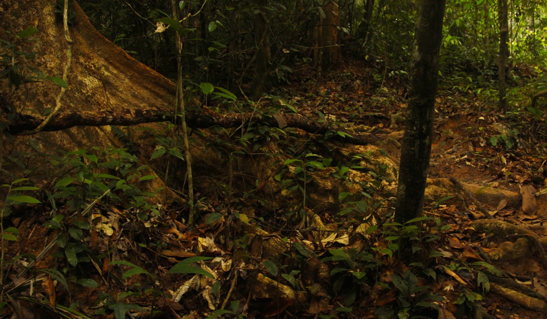 Mescla de vegetação no solo da floresta tropical