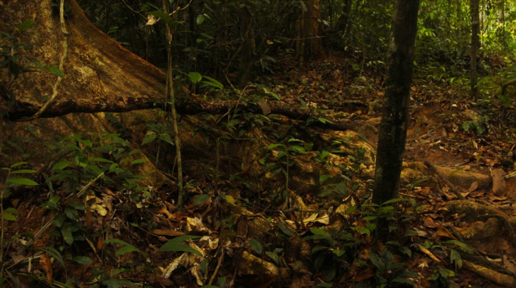 Mescla de vegetação no solo da floresta tropical