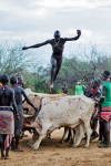 homem que salta conjunto de seis vacas durante a cerimónia de bull jumping da tribo hammer