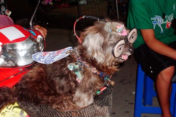 cachorro enfiado num cesto de uma moto cheio de enfeites e um óculos para a comemoração do ano novo em Banguecoque