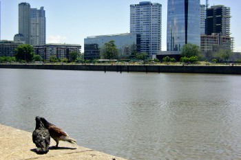 Pombos no cais e edifícios modernos junto ao Rio da Prata em Puerto Madero.