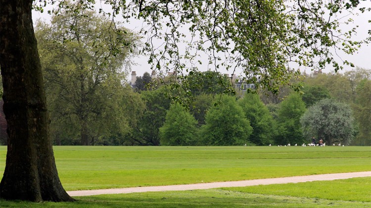 árvore e zona relvada do Hyde Park em Londres