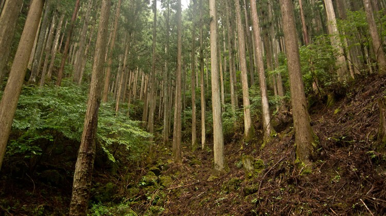 Árvores alinhadas numa das encostas do parque das 48 cataratas de Akame no Japão.
