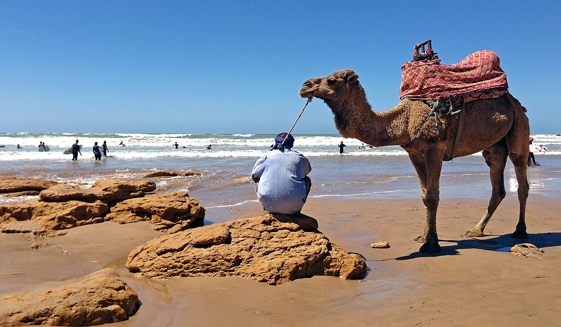 Camelo junto à água numa praia da região de Agadir em Marrocos.