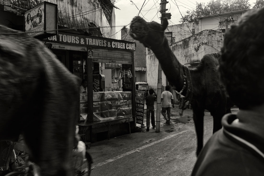 Camelos a circular numa rua de Agra na Índia.