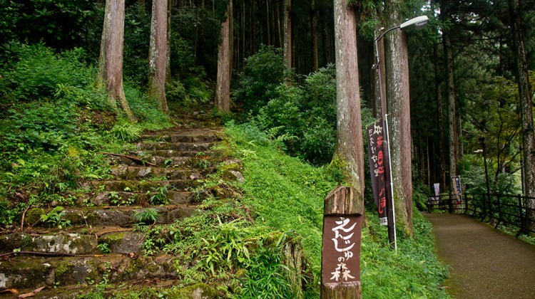 Escadas em pedra no bosque que envolve o rio akame-cho.