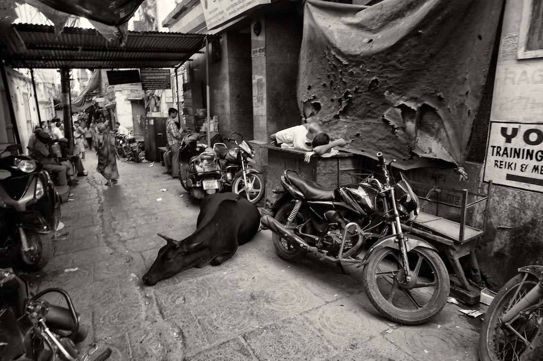 Homem e vaca a dormir durante o dia em rua estreita de Varanasi cheia de motos.