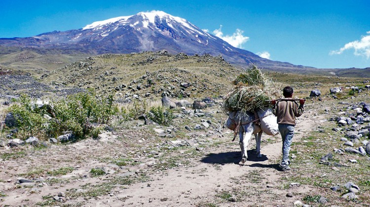 Rapaz com burro carregado de feno no monte Ararat.