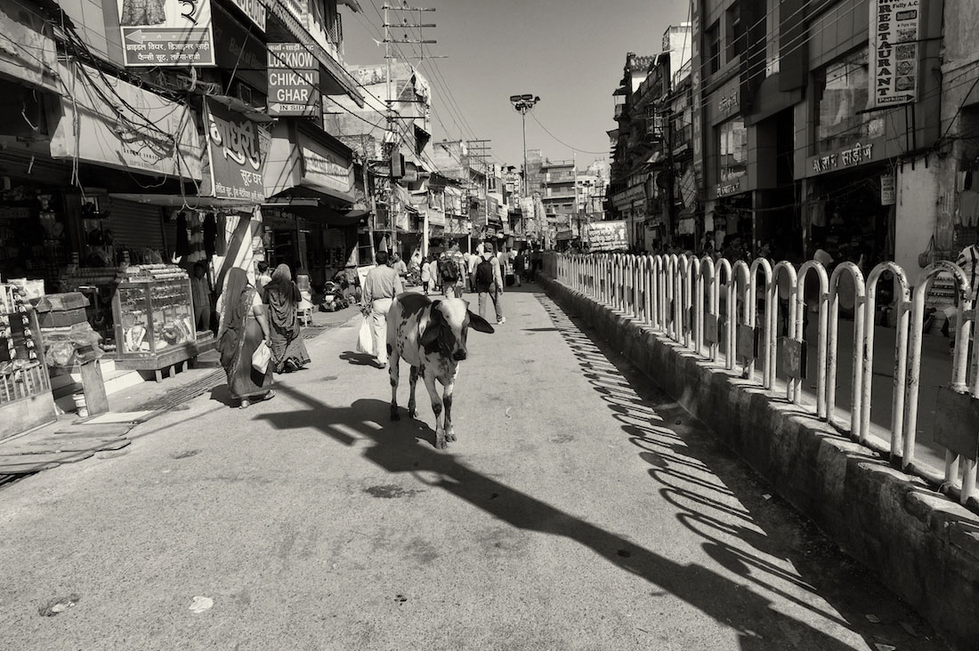 Vaca a atravessar a estrada de uma rua em Varanasi