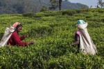 Mulheres a apanhar chá nos campos da região de Nuwara Eliya.
