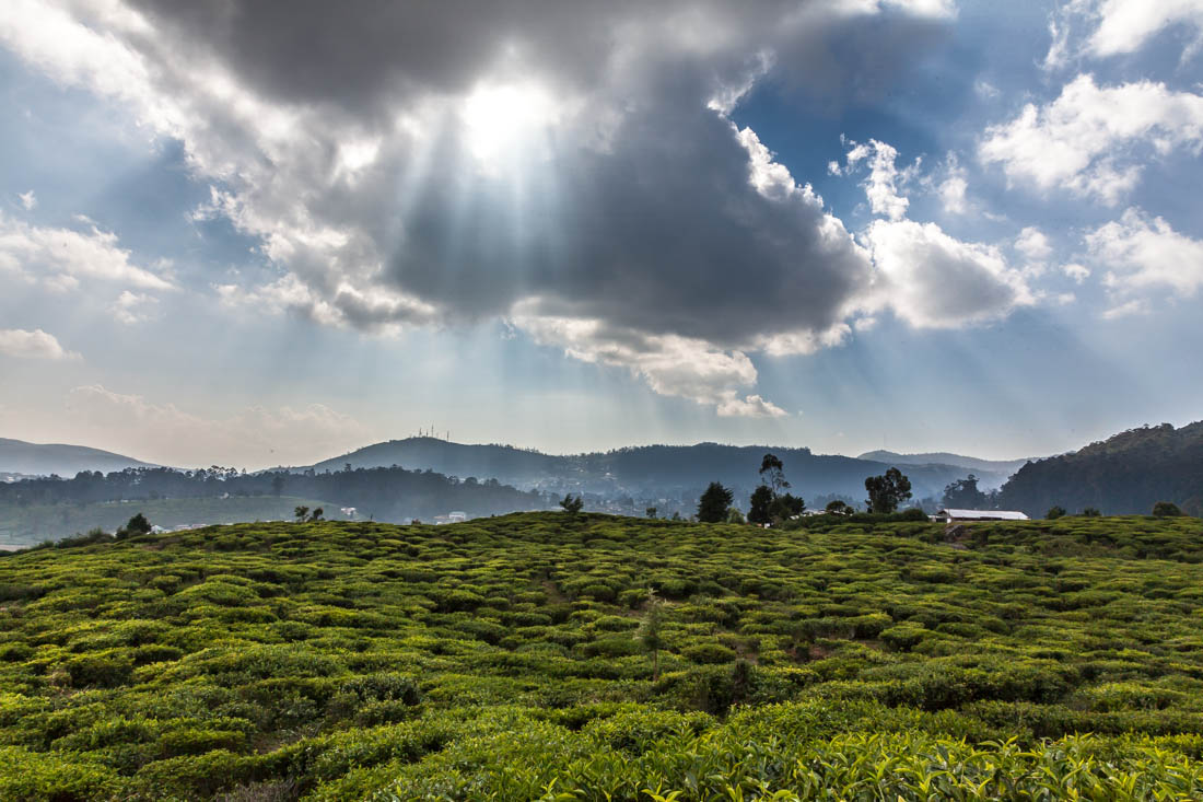 Extensos campos de chá em Nuwara Eliya com seu encoberto de nuvens.