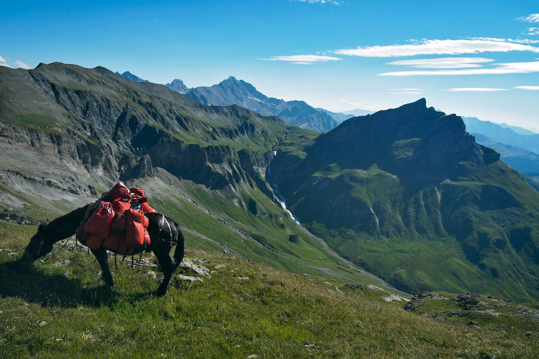 Mula de transporte para trekking a pastar nos Alpes.