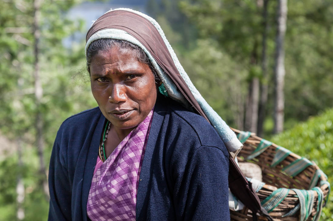 Mulher com cesto pendurando na cabeça durante a apanha de chá no Sri Lanka.