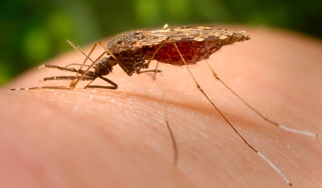 O mosquito é o agente de infecção da Encefalite Japonesa nos humanos.