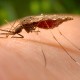 O mosquito é o agente de infecção da Encefalite Japonesa nos humanos.