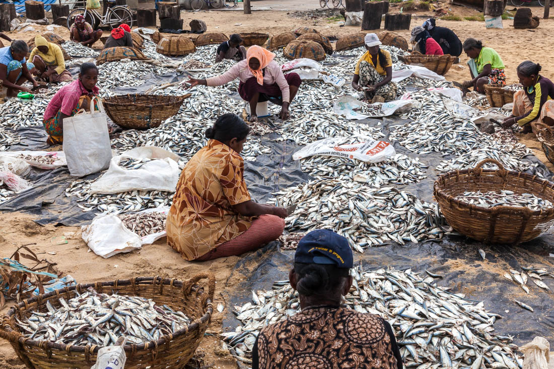 Mulheres a preparar peixe para secar na praia dos pescadores de Negombo, Sri Lanka.