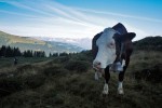 Vaca malhada típica dos Alpes com o seu grande chocalho.