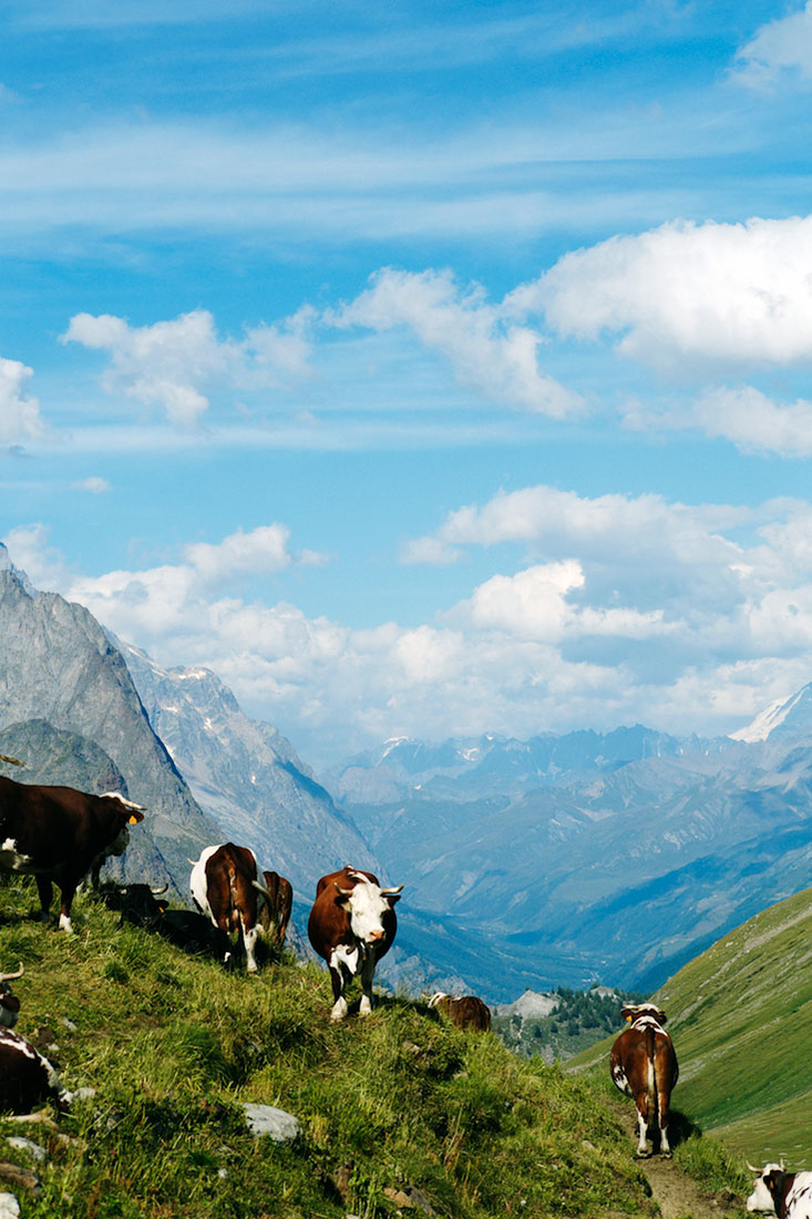 Manada de vacas a pastar nos Alpes junto ao Monte Branco.